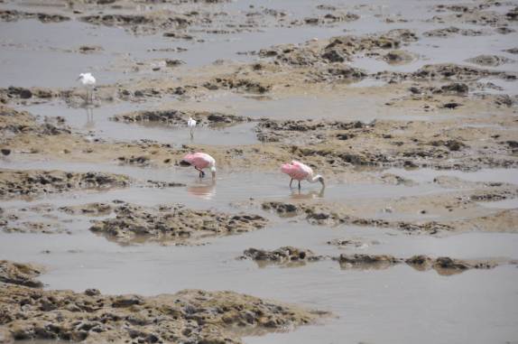 Colhereiros e garças aproveitam a maré baixa em Cayenne para se alimentar na lama deixada para trás pelo mar, na Guiana Francesa